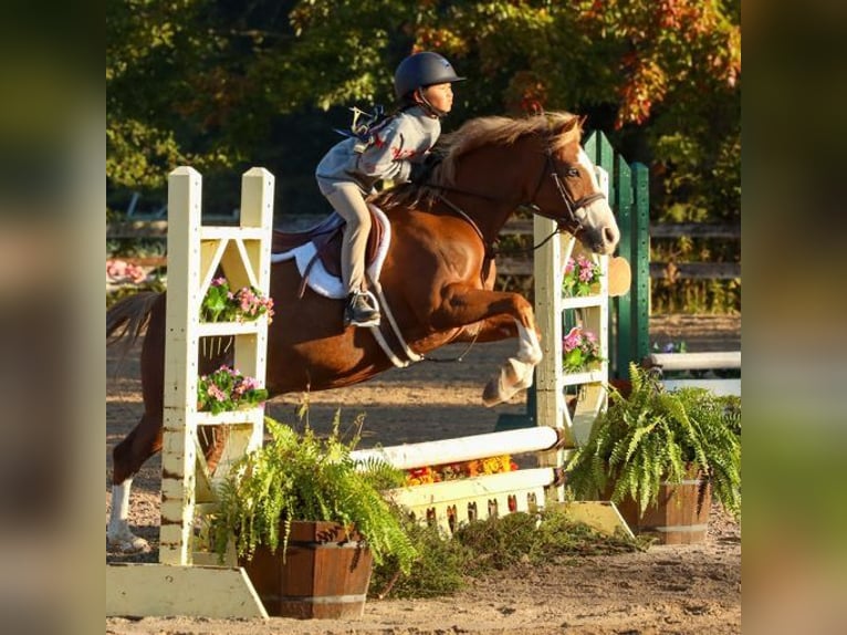 Dales Pony Wallach 11 Jahre 124 cm Dunkelfuchs in Goshen, OHIO