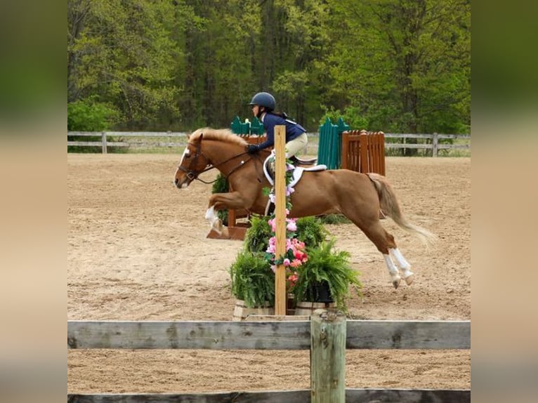 Dales Pony Wallach 11 Jahre 124 cm Dunkelfuchs in Goshen, OHIO