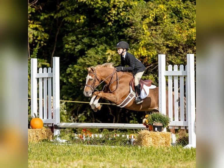 Dales Pony Wallach 11 Jahre 124 cm Dunkelfuchs in Goshen, OHIO