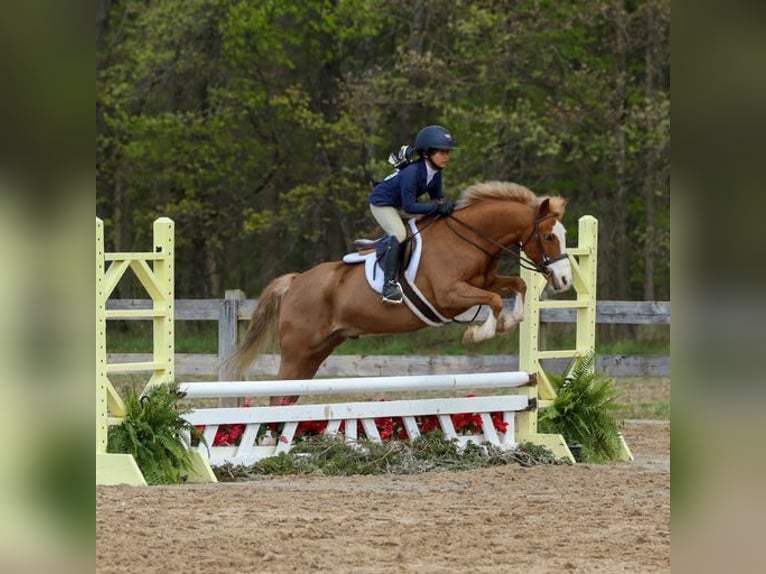 Dales Pony Wallach 11 Jahre 124 cm Dunkelfuchs in Goshen, OHIO