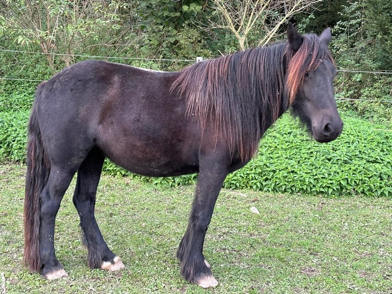 Dalesponny Sto 2 år 140 cm Rökfärgad svart in Engelsberg