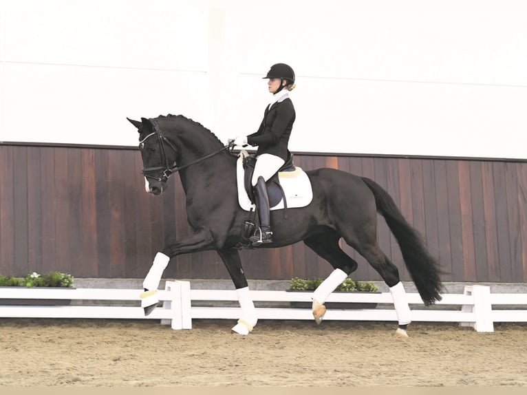 DANCIERO Hanoverian Stallion Black in Syke