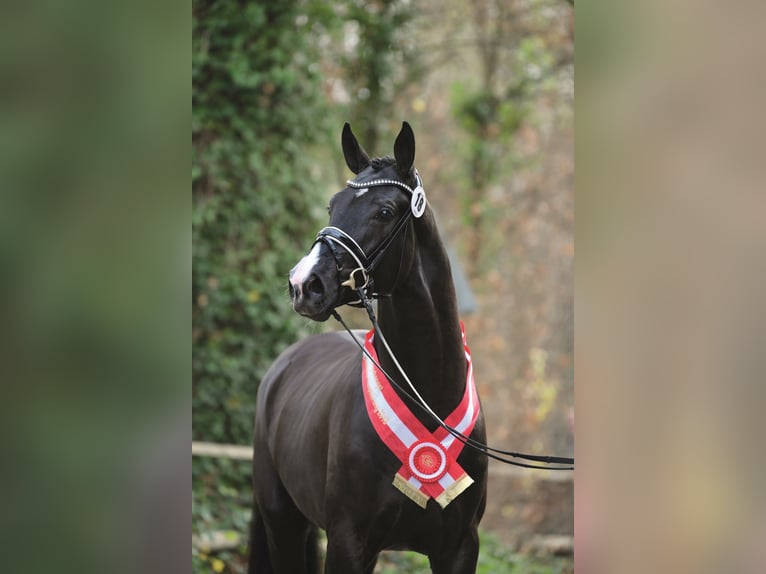 DANCIERO Hanoverian Stallion Black in Syke