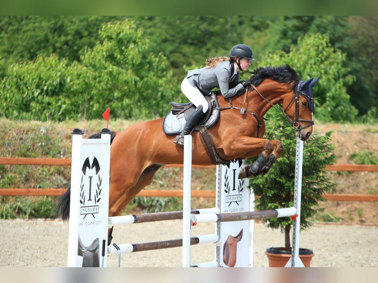 Danese Castrone 11 Anni 167 cm Baio ciliegia in Ølgod