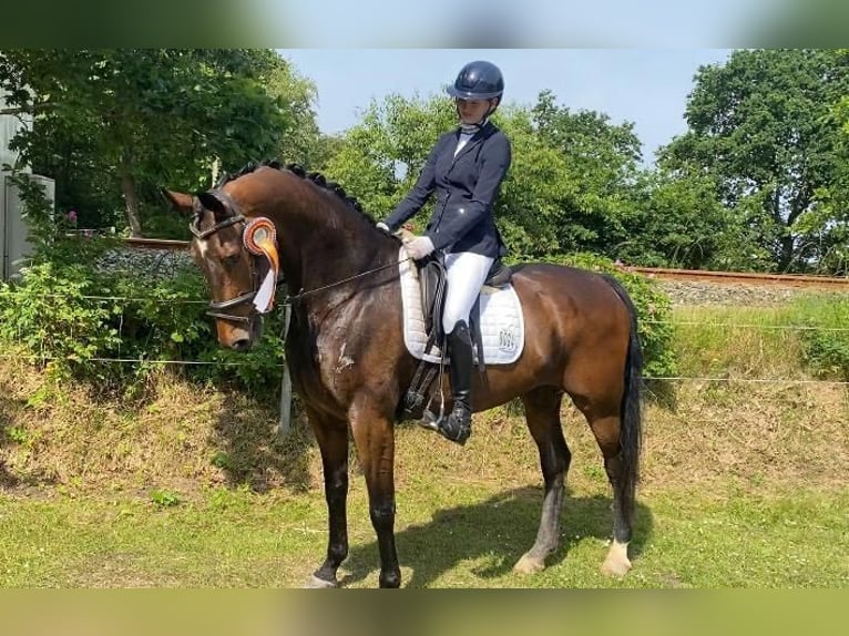 Danese Castrone 11 Anni 170 cm Baio in Süderlügum