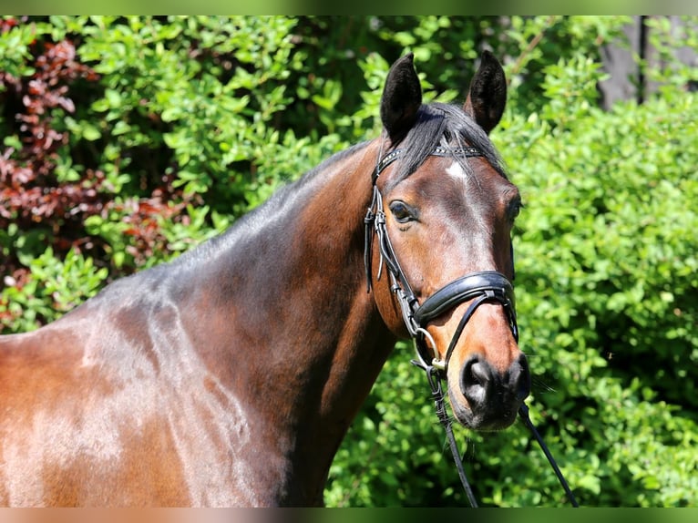 Danese Castrone 11 Anni 172 cm Baio scuro in Schwäbisch Hall