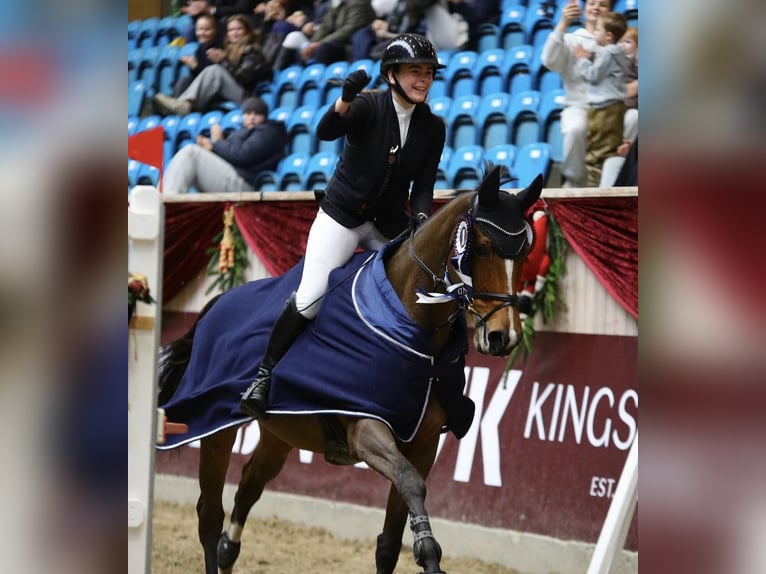 Danese Castrone 12 Anni 170 cm Baio in Hörby