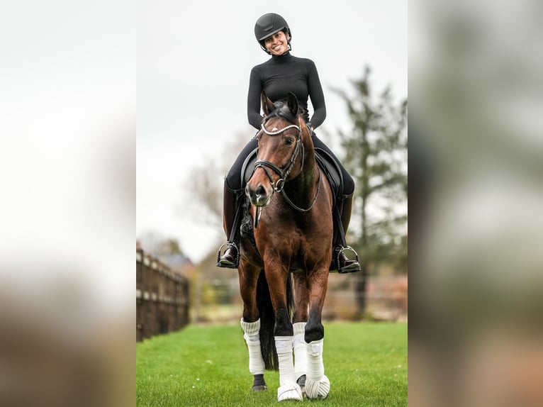 Danese Castrone 12 Anni 178 cm Baio in Hattstedt