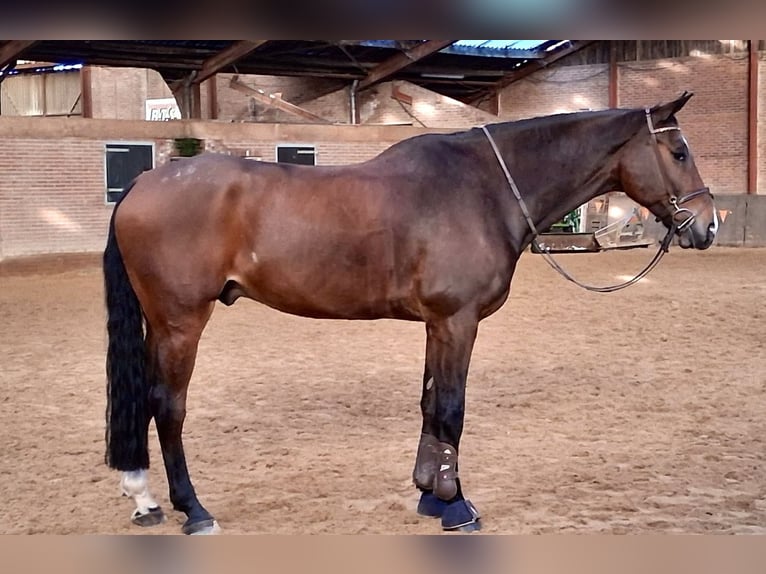 Danese Castrone 14 Anni 183 cm Baio in Hengelo