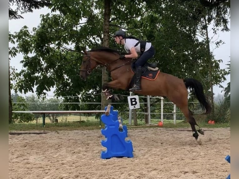 Danese Castrone 15 Anni 168 cm Baio in Görwihl