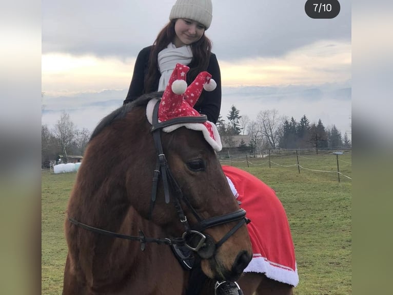 Danese Castrone 15 Anni 168 cm Baio in Görwihl