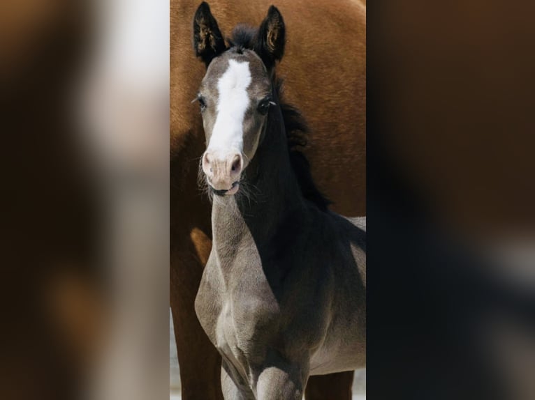 Danese Castrone 2 Anni 168 cm Morello in Vadstena