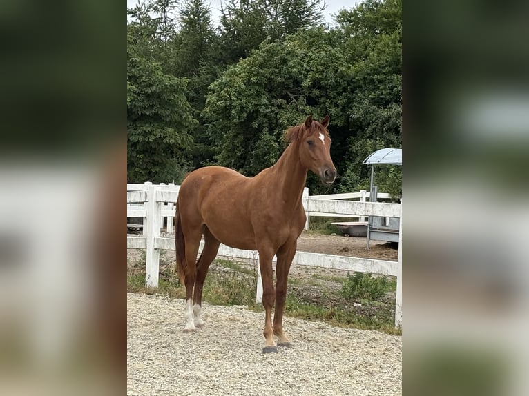 Danese Castrone 2 Anni 173 cm Sauro in Aabenraa