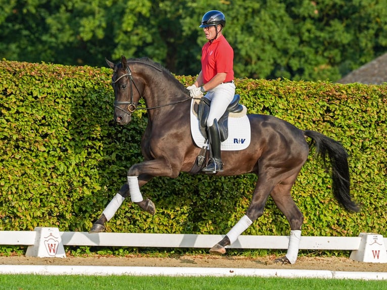 Danese Castrone 4 Anni 173 cm Baio nero in Münster