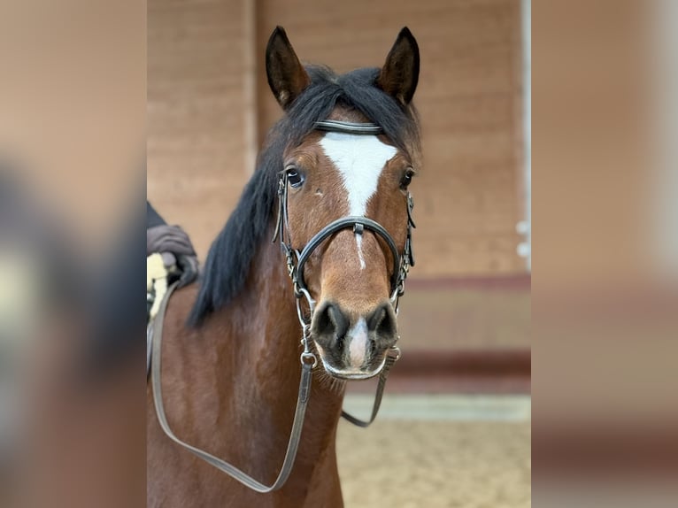 Danese Castrone 5 Anni 155 cm Baio in Achstetten