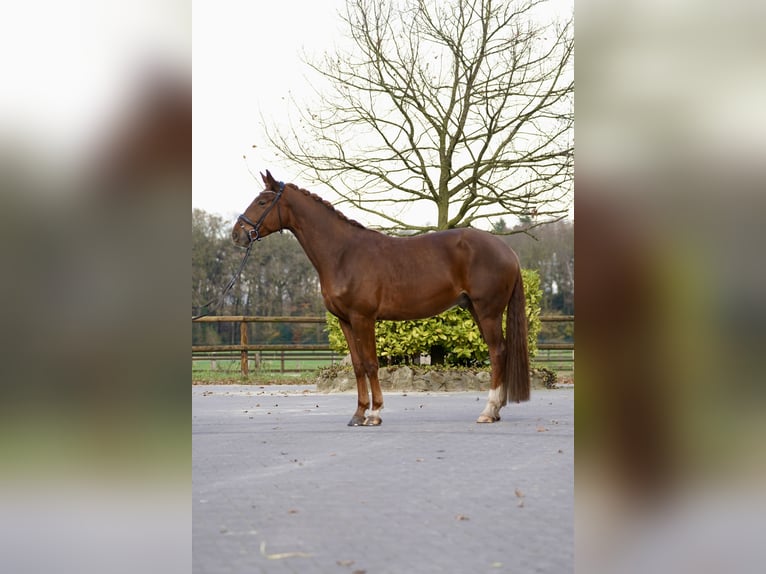 Danese Castrone 5 Anni 167 cm Sauro in Horstmar