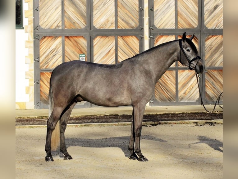 Danese Castrone 5 Anni 175 cm Grigio in Lienen