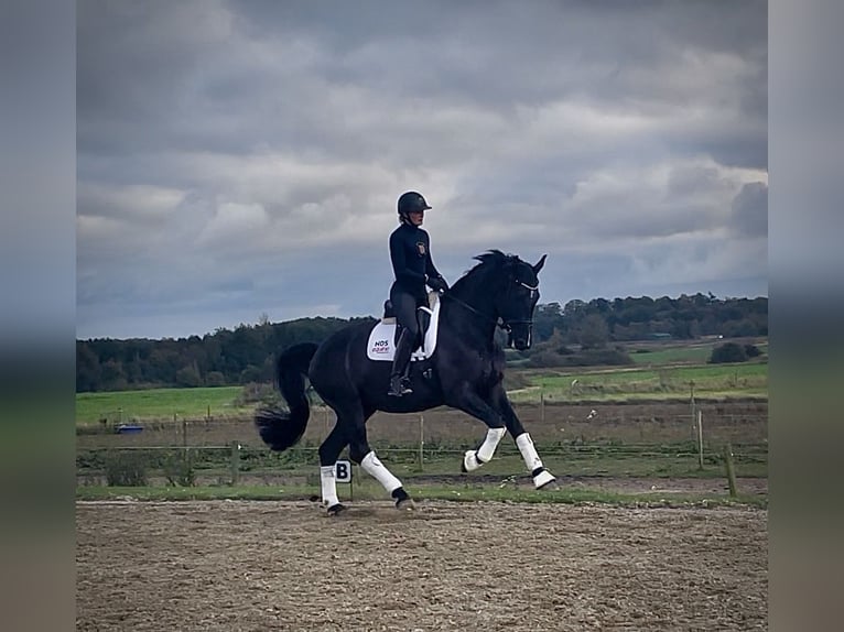 Danese Castrone 5 Anni 176 cm Morello in Kv&#xE6;rndrup