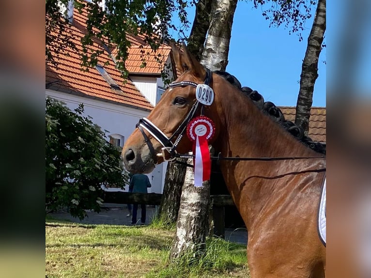 Danese Castrone 6 Anni 172 cm Baio in Mohrkirch