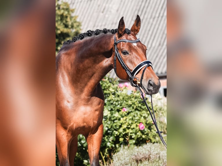 Danese Castrone 6 Anni 173 cm Baio in Mohrkirch