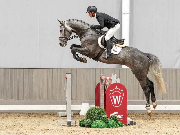 Danese Castrone 6 Anni 177 cm Grigio in Münster-Handorf