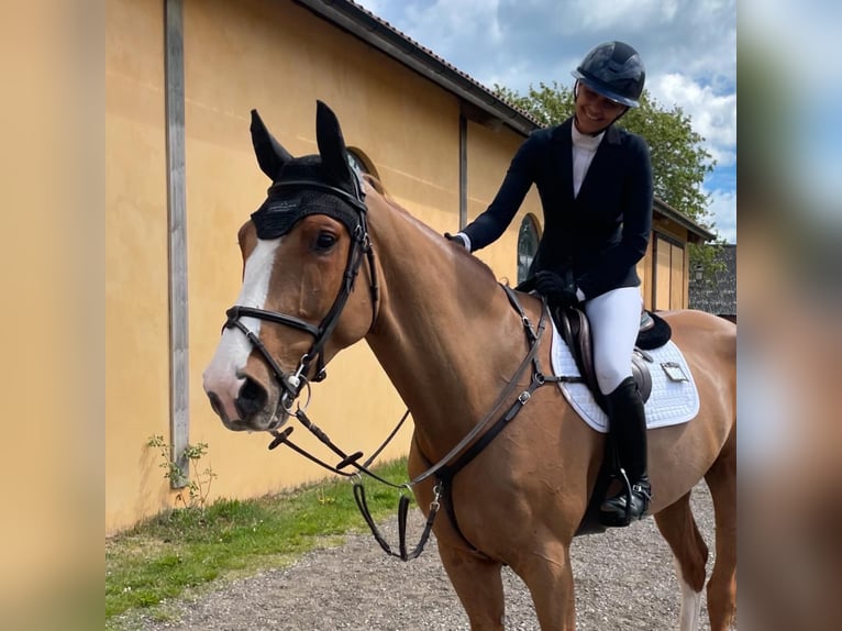 Danese Castrone 6 Anni 179 cm Sauro scuro in H&#xF6;rby