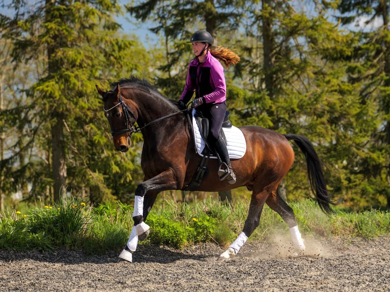 Danese Castrone 7 Anni 170 cm Baio in Aars
