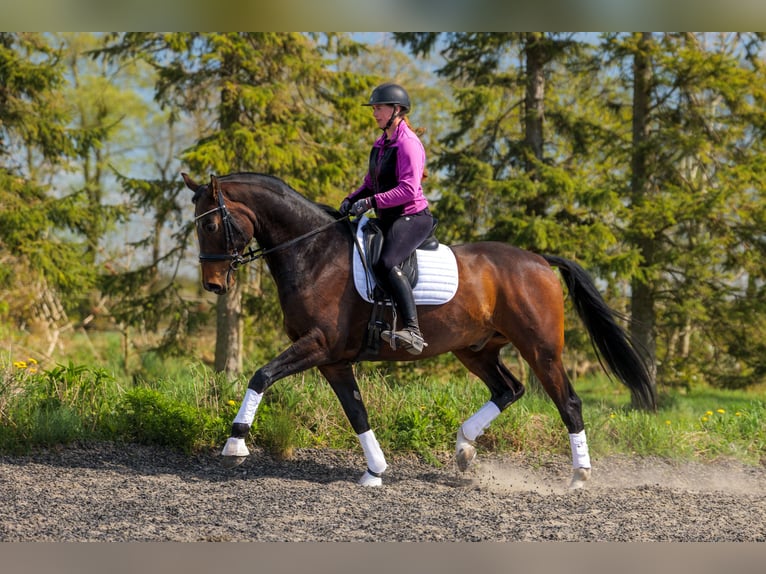 Danese Castrone 7 Anni 170 cm Baio in Aars