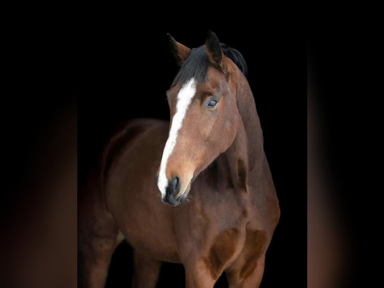 Danese Castrone 7 Anni 173 cm Baio scuro in Vinderup