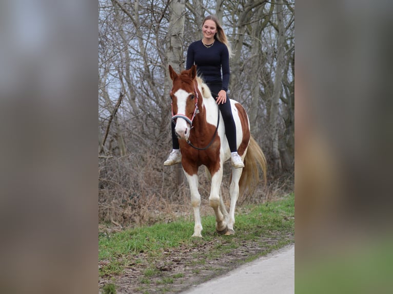 Danese Mix Castrone 8 Anni 162 cm Pezzato in Niederlangen