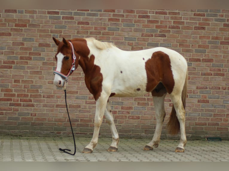 Danese Mix Castrone 8 Anni 162 cm Pezzato in Niederlangen