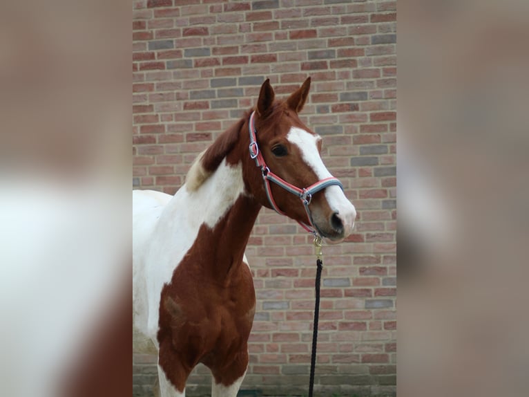 Danese Mix Castrone 8 Anni 162 cm Pezzato in Niederlangen