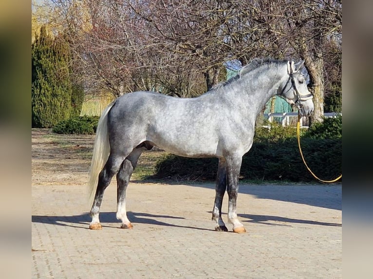 Danese Castrone 9 Anni 170 cm Grigio pezzato in Bielefeld