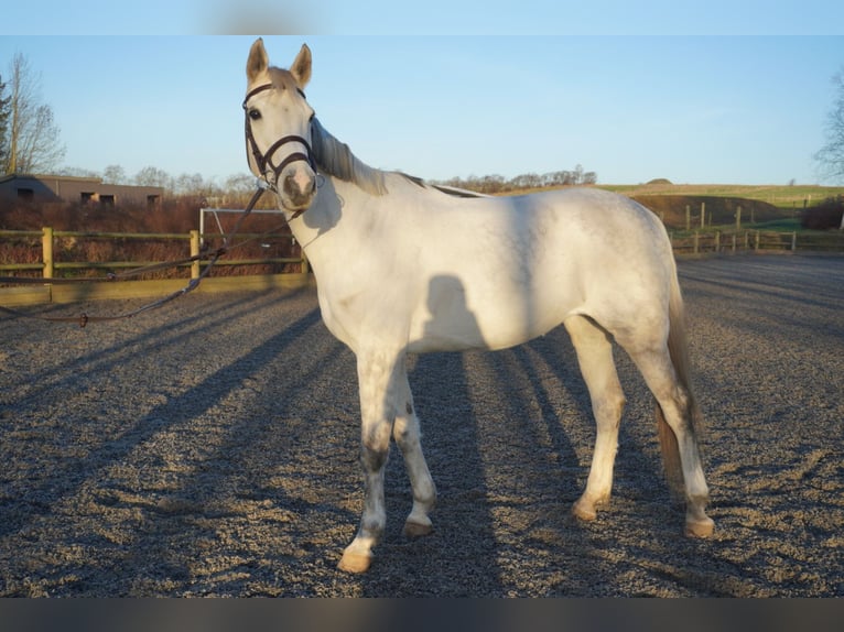 Danese Giumenta 10 Anni 169 cm Grigio in Sabro