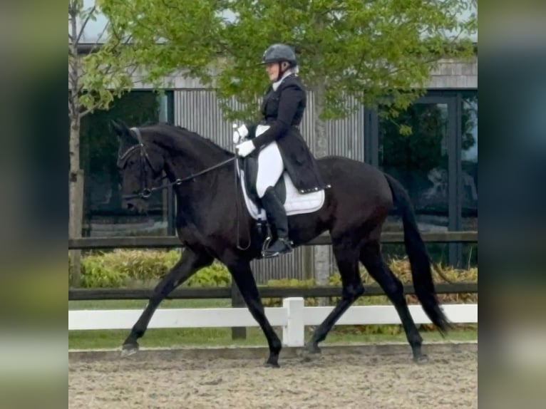 Danese Giumenta 10 Anni 169 cm Morello in Viborg