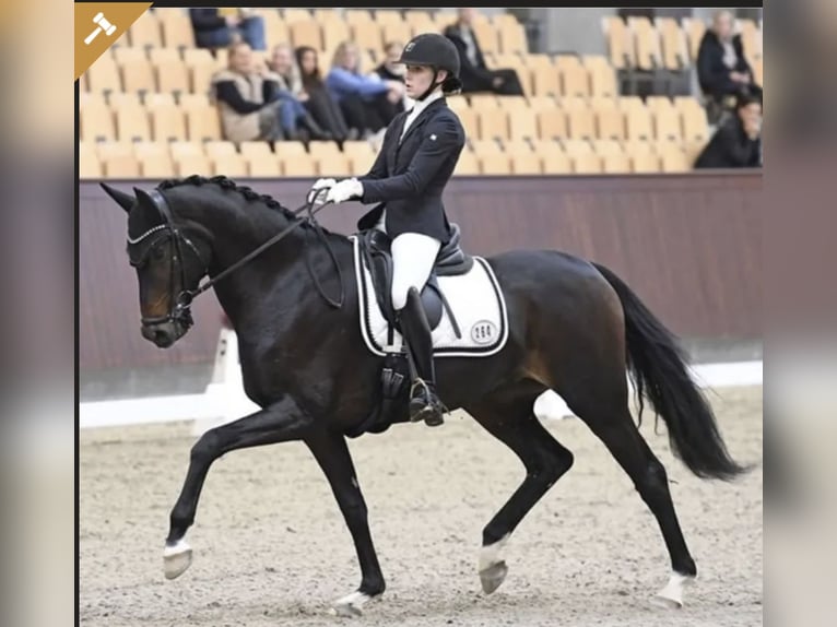 Danese Giumenta 10 Anni 171 cm Baio in Asperup