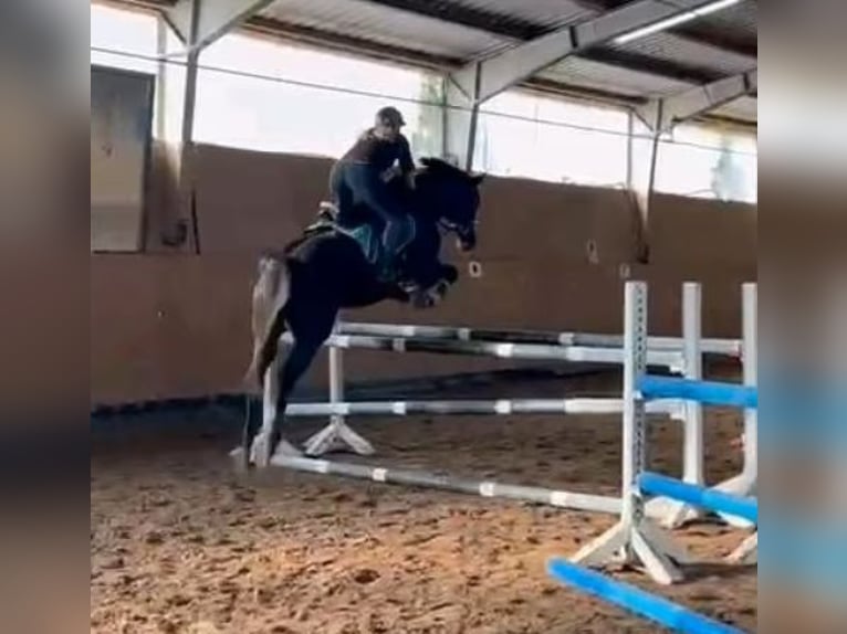 Danese Giumenta 12 Anni 168 cm Baio scuro in Mettmann