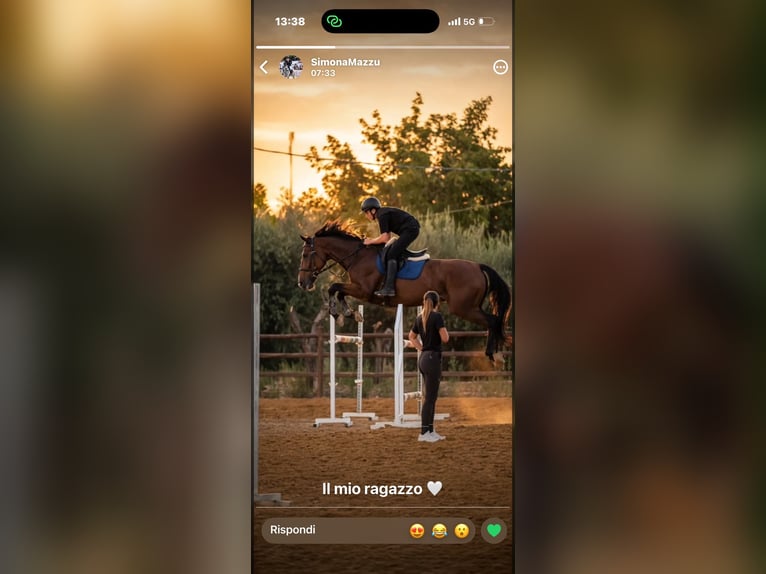 Danese Giumenta 14 Anni 168 cm Baio in Ognina