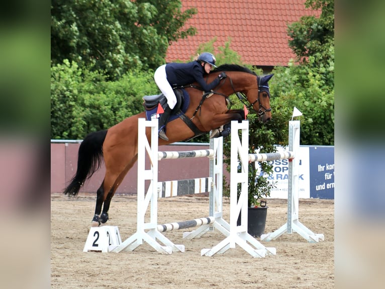Danese Giumenta 15 Anni 163 cm Baio in Braunschweig