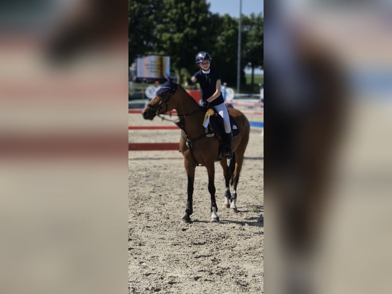 Danese Giumenta 15 Anni 163 cm Baio in Braunschweig