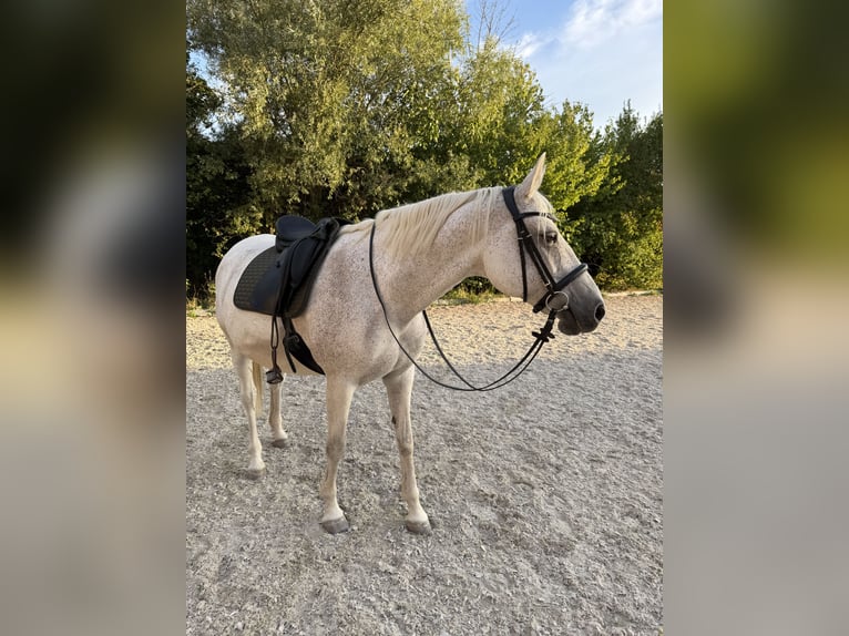 Danese Mix Giumenta 15 Anni 164 cm Grigio pezzato in Mannheim