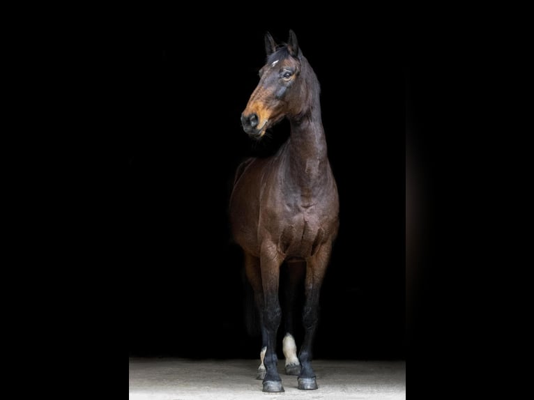 Danese Giumenta 16 Anni 164 cm Baio in Baden-Baden