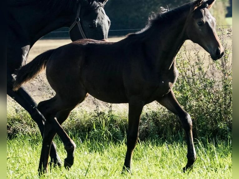Danese Giumenta 1 Anno 172 cm Baio scuro in Aalborg