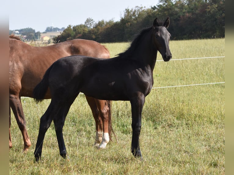 Danese Giumenta 1 Anno 174 cm Morello in Bredsten