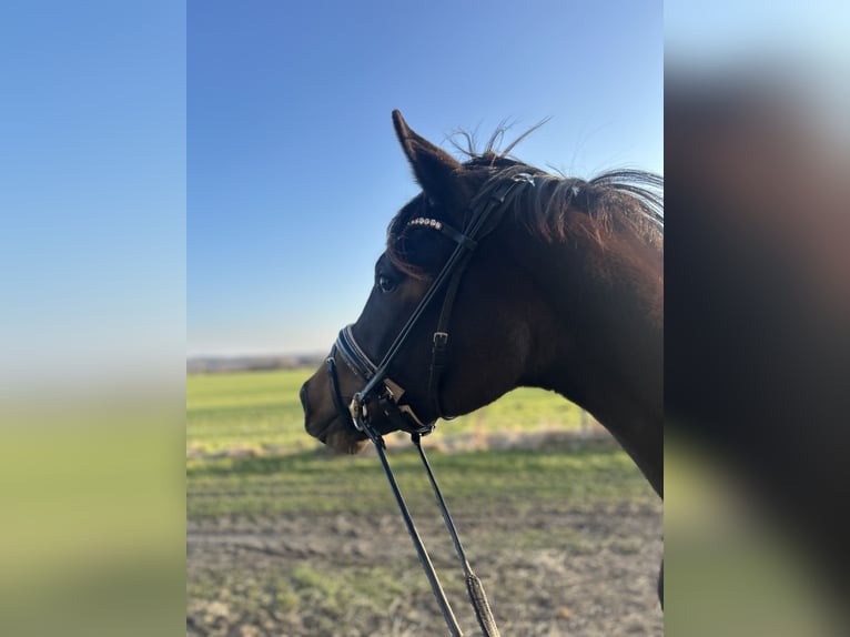 Danese Giumenta 2 Anni 170 cm Baio in Haslev