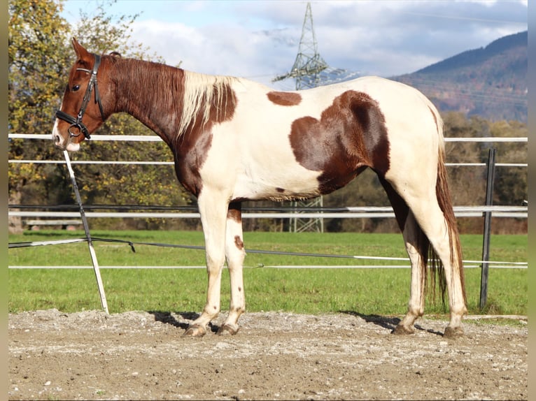 Danese Giumenta 3 Anni 163 cm Pezzato in Kirchbichl