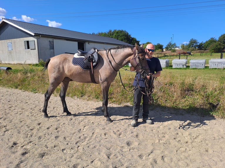 Danese Giumenta 3 Anni 168 cm Grigio in St&#xF8;vring
