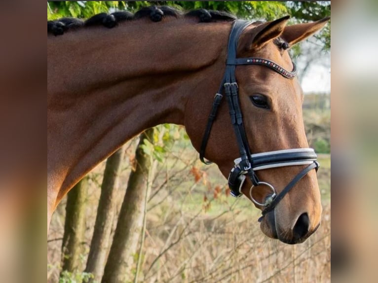 Danese Giumenta 4 Anni 167 cm Baio chiaro in Boeslunde