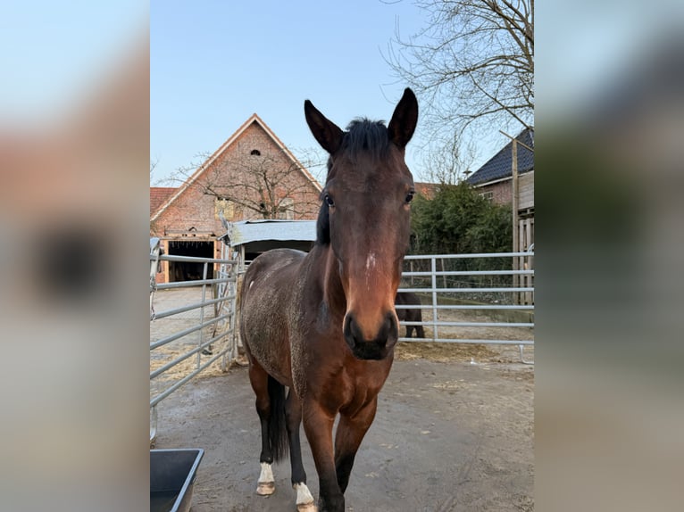 Danese Giumenta 4 Anni 168 cm Baio scuro in Bremerhaven