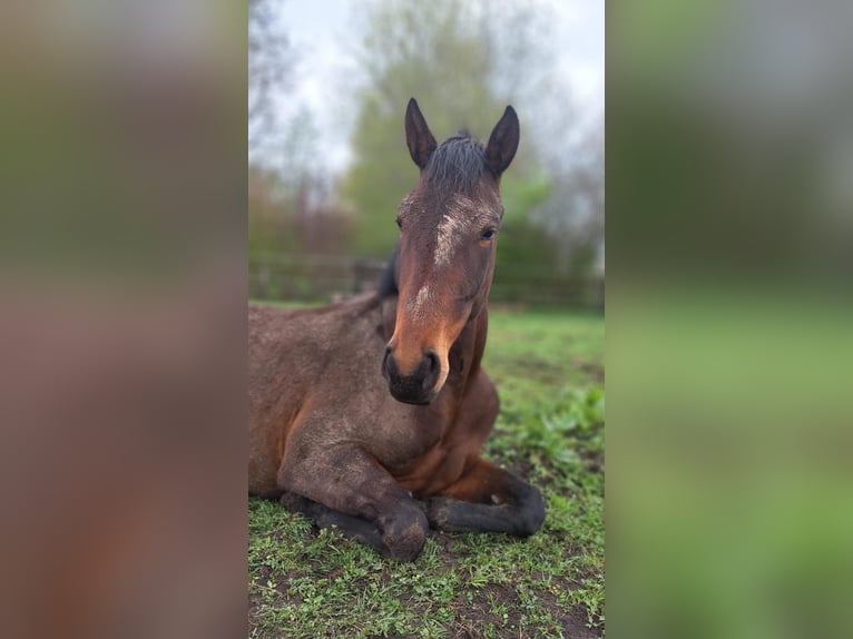 Danese Giumenta 4 Anni 168 cm Baio scuro in Bremerhaven